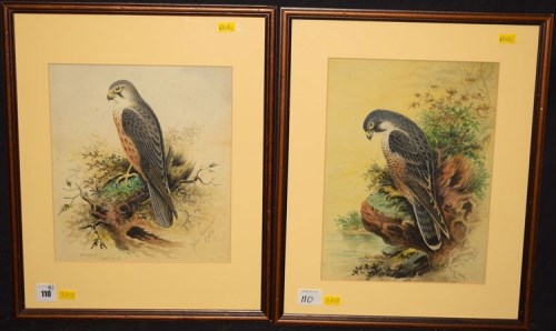 Lot 110 - John Duncan - a peregrine falcon, and a mature...