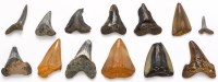 Lot 423 - A selection of fossilized, megalodon and shark...