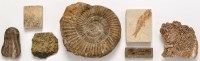 Lot 424 - A large collection of fossils, to include:...