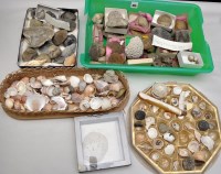 Lot 425 - A collection of fossilized brachliopods and...