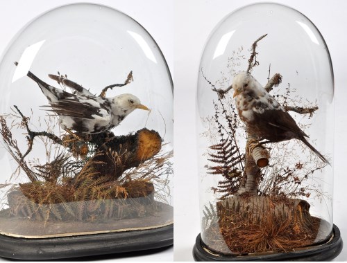 Lot 415 - Two taxidermy pied blackbirds, on naturalistic...