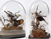 Lot 415 - Two taxidermy pied blackbirds, on naturalistic...