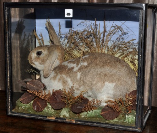 Lot 416 - *A taxidermy model of a large rabbit, early
