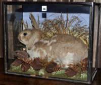 Lot 416 - *A taxidermy model of a large rabbit, early...