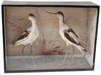 Lot 419 - A pair of taxidermy avocet, in ebonised glazed...