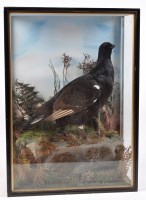 Lot 420 - A taxidermy Blackcock, modelled standing on a...