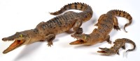 Lot 755 - Three taxidermy crocodiles, each with open...