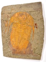 Lot 440 - A trilobite fossil specimen, Paradoxides from...