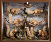 Lot 463 - A cabinet of eight red squirrels in a tree...