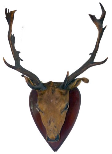 Lot 451 - A taxidermy stag's head, by H. Anning, Honiton,...