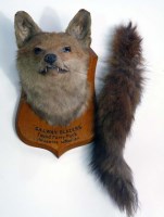 Lot 452 - A taxidermy fox head, by F.W. Bartlett,...