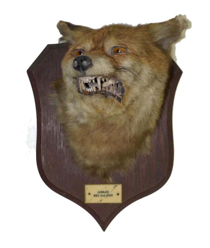 Lot 454 - A taxidermy fox head, by Peter Spiner,...