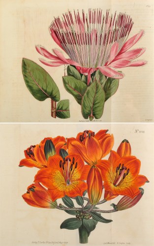 Lot 514 - † Curtis (William) The Botanical Magazine, or,...