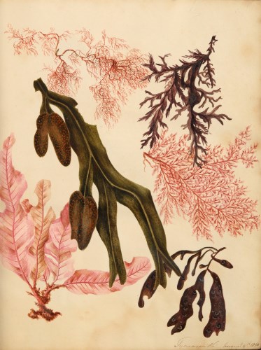 Lot 517 - † Botanical Manuscript, 4to, contemporary red...