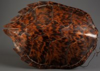 Lot 1251 - † An early 20th Century turtle shell, bearing...