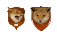 Lot 1252 - † Two stuffed and mounted fox heads, one by F....