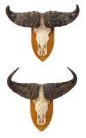 Lot 1253 - † A pair of mounted water buffalo skulls and...