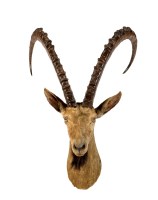 Lot 1254 - † A stuffed Ibex head, with approximately 31in....