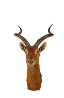 Lot 1255 - † A stuffed African antelope, probably a Kob,...