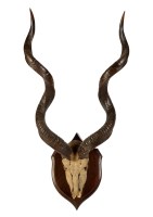 Lot 1257 - † A mounted Kudu skull, with 33in. (84cms)...