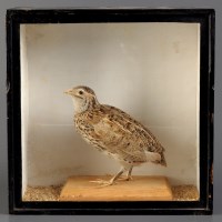 Lot 1260 - † A taxidermy quail, within an ebonised and...