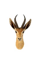 Lot 1261 - † A stuffed Springbok head, antlers 9in....