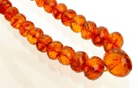 Lot 897 - A single row graduated amber bead necklace,...