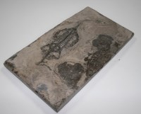 Lot 1152 - A fossil of the Triassic Genus Keichousaurus...