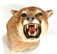 Lot 969 - A taxidermy cougar (Puma Concolor) head,...