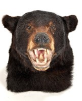 Lot 970 - A taxidermy black bear (Ursus Americanus) head,...