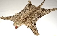 Lot 1055 - A taxidermy Leopard (Panthera Parclus) skin...