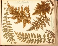 Lot 528 - A late 19th Century book of pressed ferns from...