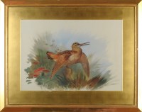 Lot 1063 - Archibald Thorburn, FZS (1860-1935) A WOODCOCK...