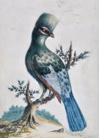 Lot 193 - Isaac Spackman (c.1700-1771) Bird studies -...