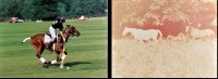 Lot 192 - Artist Unknown Colour photographs - equestrian...