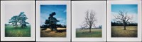 Lot 194 - Elizabeth McAlpine ''Hildon'' Studies of trees...