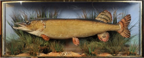 Lot 987 - An early 20th Century taxidermy pike,...