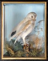 Lot 988 - An early 20th Century taxidermy barn owl,...