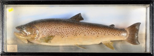 Lot 990 - An early 20th Century taxidermy salmon, with...