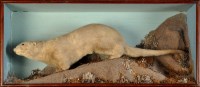 Lot 991 - A 19th Century taxidermy otter, standing on...