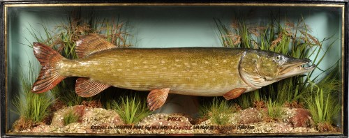 Lot 992 - An early 20th Century taxidermy pike by J....