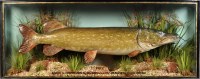 Lot 992 - An early 20th Century taxidermy pike by J....