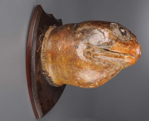 Lot 497 - A Victorian taxidermy giant sea turtle head,...