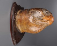 Lot 497 - A Victorian taxidermy giant sea turtle head,...