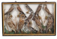 Lot 498 - A 19th Century taxidermy diorama, including a...