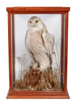 Lot 499 - An early 20th Century taxidermy snowy owl,...