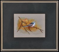 Lot 51 - David Andrews - ''Study of a long tailed...