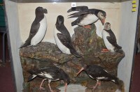 Lot 491 - A case of stuffed sea birds, comprising; a...