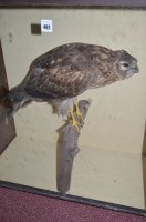 Lot 492 - A taxidermy stuffed and mounted hen harrier,...