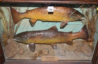 Lot 596 - Taxidermy: a pair of stuffed and mounted brown...